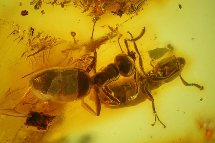 Two Detailed Fossil Ants (Formicidae) In Baltic Amber #173678